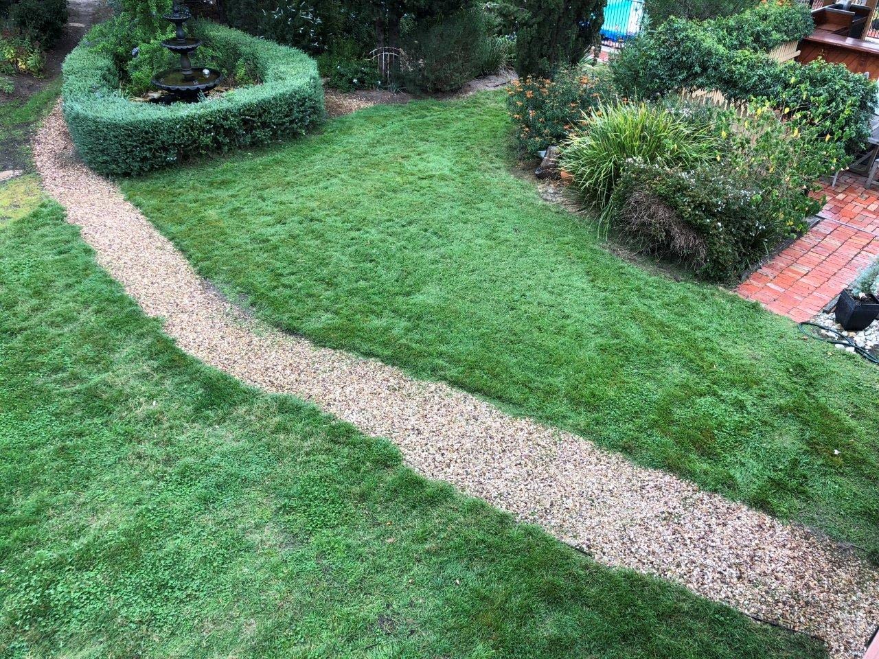 Griffin Weeping grass Premium Native Australian Lawns