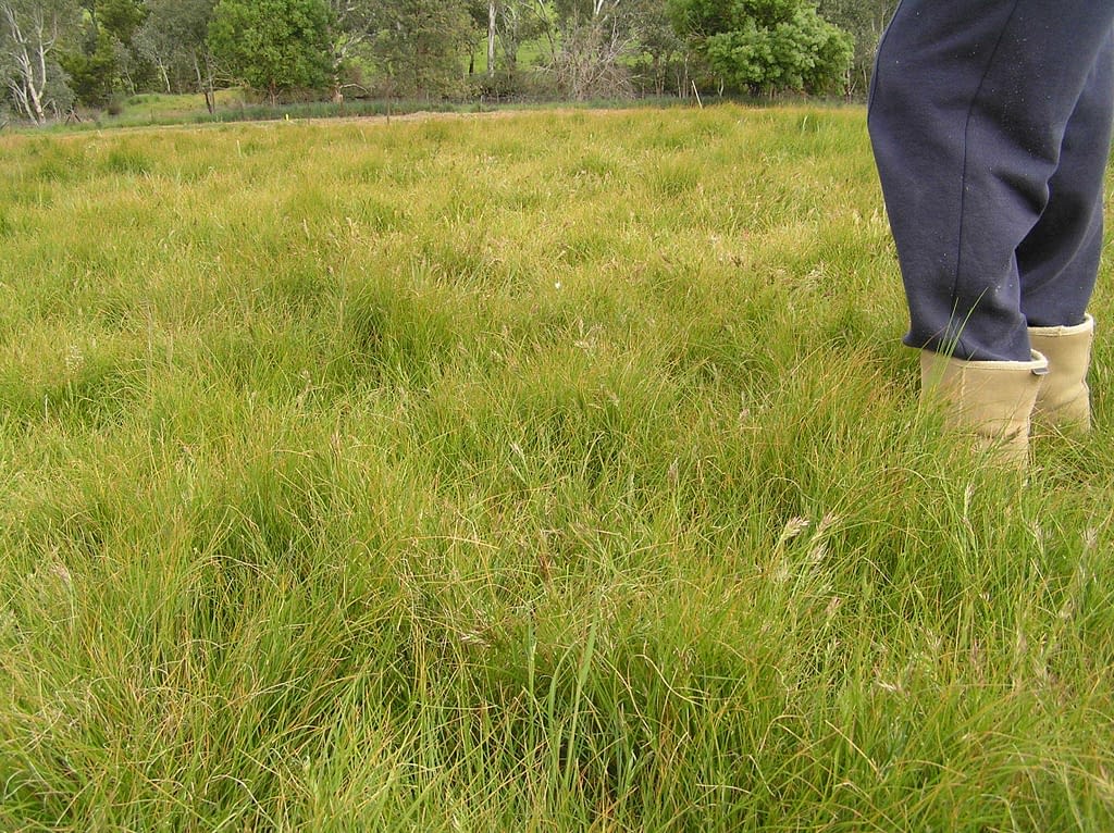 Easy Spread Wallaby grass Premium Native Lawns